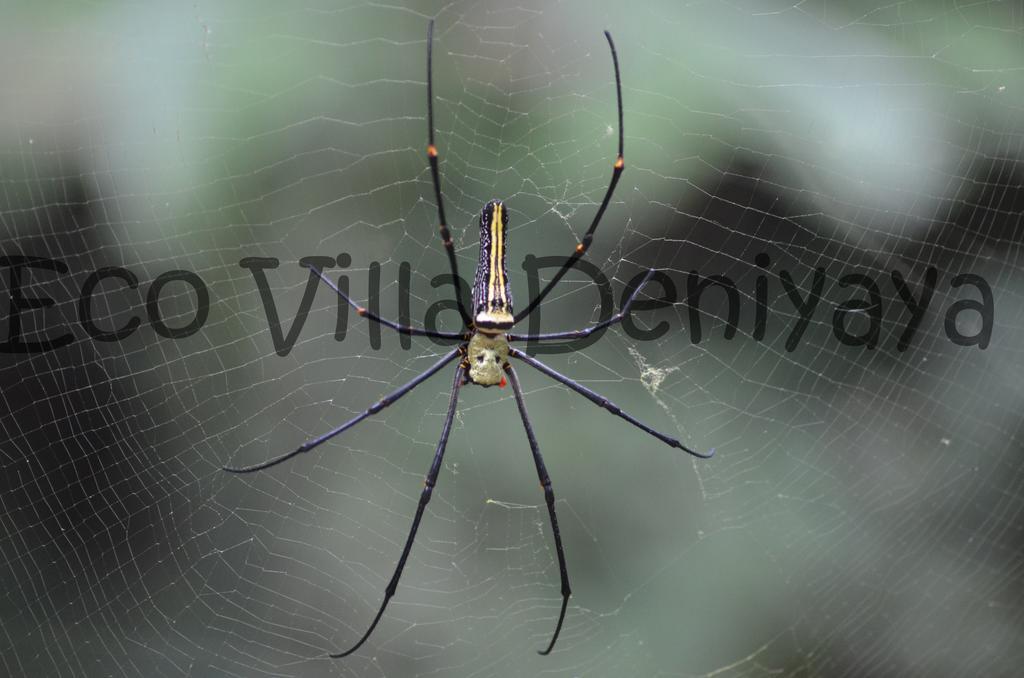Eco Villa - Sinharaja Deniyaya Exteriér fotografie